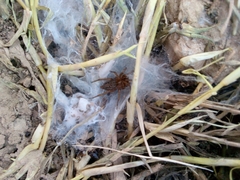 Lycosoides coarctata