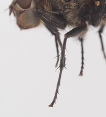 Pollenia rudis