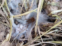 Lycosoides coarctata