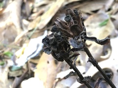 Monotropa