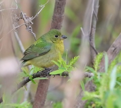 Passerina ciris image