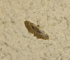 Idaea laevigata