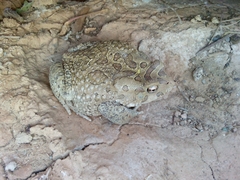 Sclerophrys mauritanica