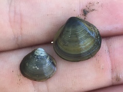 Corbicula largillierti