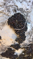 Enchylium polycarpon