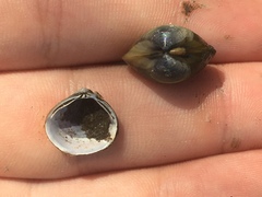 Corbicula largillierti