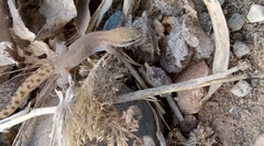 Saurodactylus brosseti