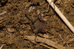 Hernandaria armatifrons