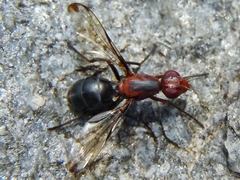 Cephalia rufipes