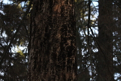 Picoides tridactylus
