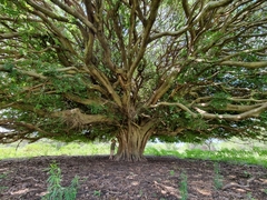 Ficus ingens