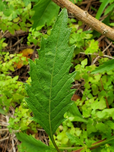 Dysphania ambrosioides image