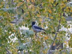 Corvus cornix