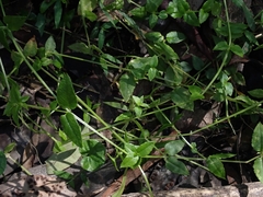 Stellaria flaccida