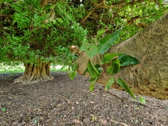 Ficus ingens