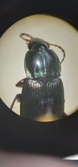 Poecilus lucublandus