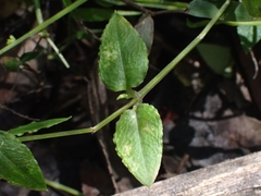 Stellaria flaccida