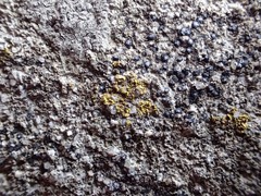 Flavoplaca flavocitrina