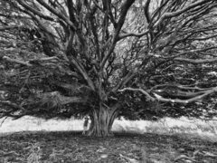 Ficus ingens