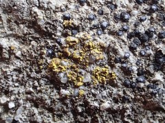 Flavoplaca flavocitrina