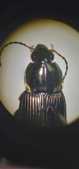 Poecilus lucublandus