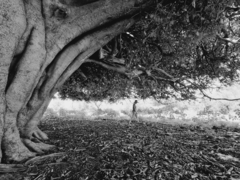 Ficus ingens