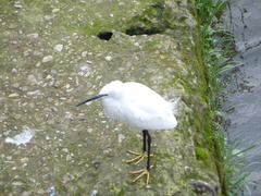 Egretta garzetta