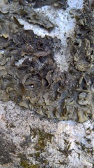 Lathagrium fuscovirens