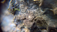 Lathagrium fuscovirens