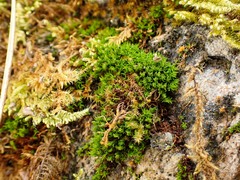 Hydrogonium croceum