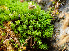 Hydrogonium croceum