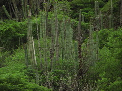 Isolatocereus dumortieri