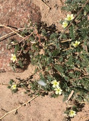 Tribulus pentandrus