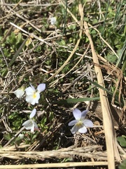 Viola bicolor