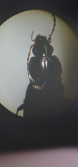 Poecilus lucublandus