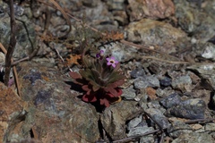 Collomia diversifolia