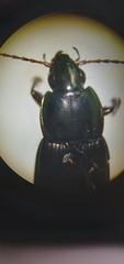 Poecilus lucublandus