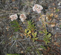 Crassula rubricaulis