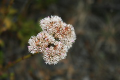 Crassula rubricaulis