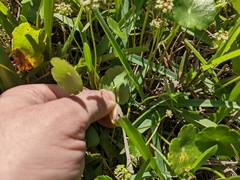 Hydrocotyle umbellata image