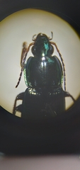 Poecilus lucublandus