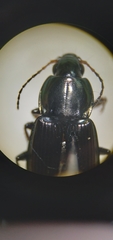 Poecilus lucublandus