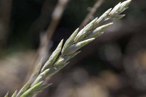 Image of Melica californica by (c) Arvel Hernandez, some rights reserved (CC BY)