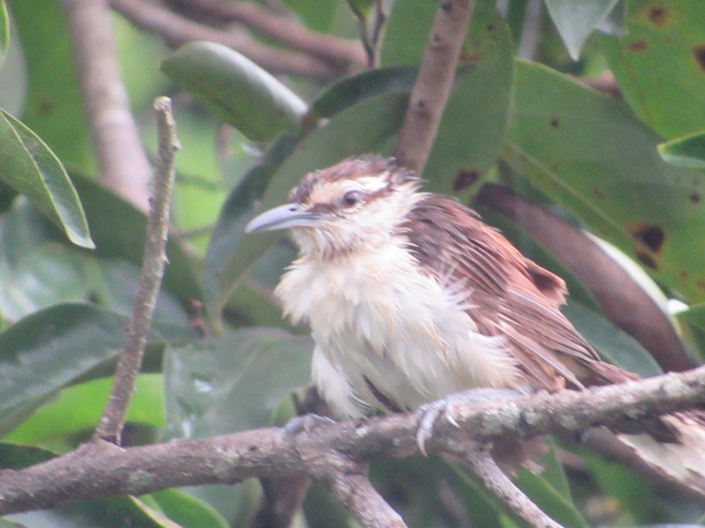 Cucarachero bicolor (Fotos de aves del monitoreo en perico y laguna ...