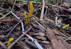 Clavulinopsis helvola