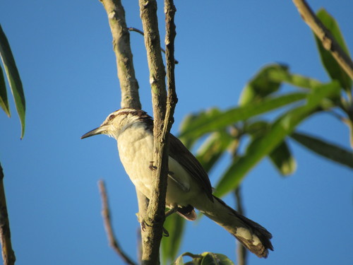 Cucarachero bicolor (Fotos de aves del monitoreo en perico y laguna ...