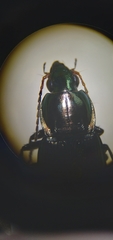 Poecilus lucublandus