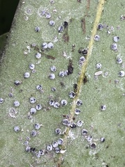 Euthoracaphis umbellulariae