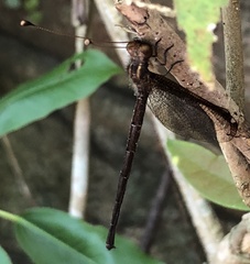 Acheron longus