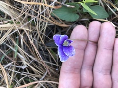 Viola septemloba